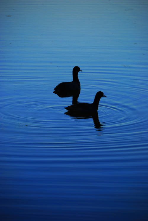 Birds Afloat by
Daniel Allen Frost Birds Afloat by Daniel Allen Frost