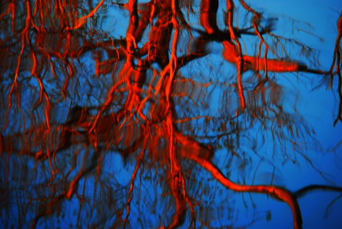 Branches No. 1 by
Daniel Allen Frost Branches No. 1 by Daniel Allen Frost