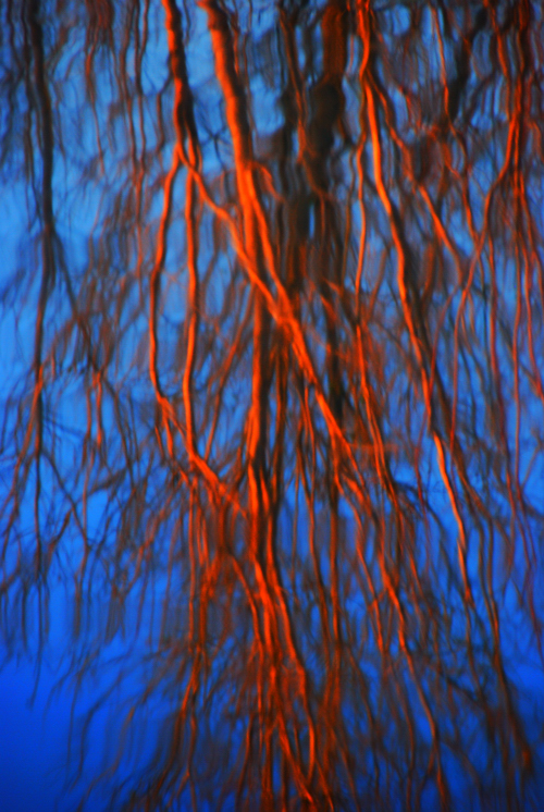 Branches No. 2 by
Daniel Allen Frost Branches No. 2 by Daniel Allen Frost