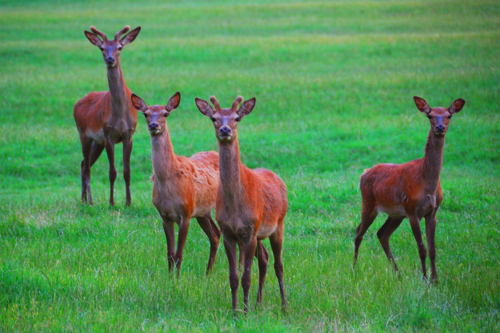 Deer by Daniel
Allen Frost Deer by Daniel Allen Frost