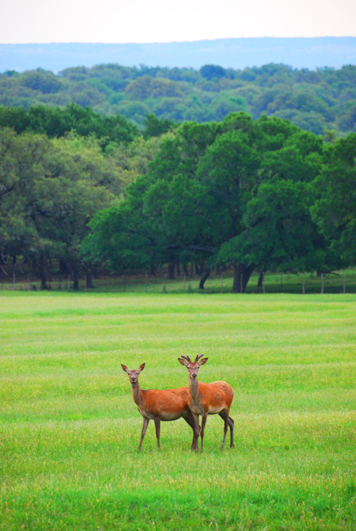Deer Pair by Daniel
Allen Frost Deer Pair by Daniel Allen Frost