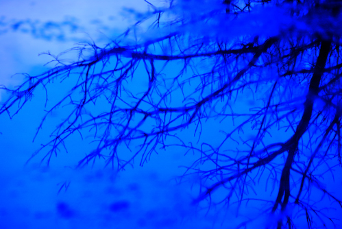 Frost Blue by
Daniel Allen Frost Frost Blue by Daniel Allen Frost