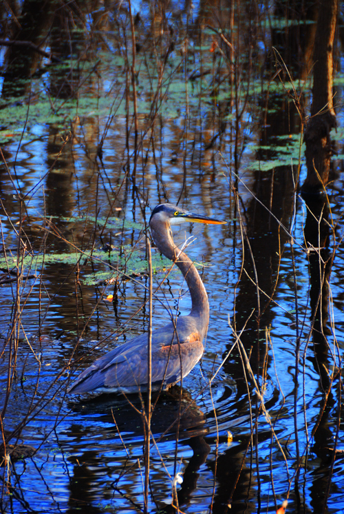 Great Blue Heron by
Daniel Allen Frost Great Blue Heron by Daniel Allen Frost