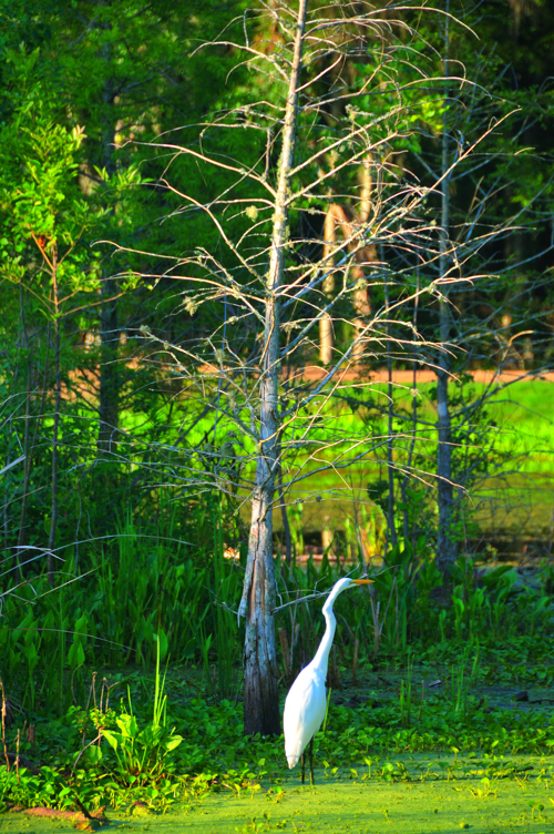 Great White Heron
by Daniel Allen Frost Great White Heron by Daniel Allen
Frost