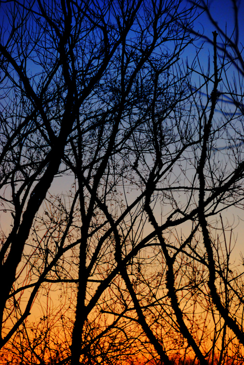 Trees No. 1 by
Daniel Allen Frost Trees No. 1 by Daniel Allen Frost