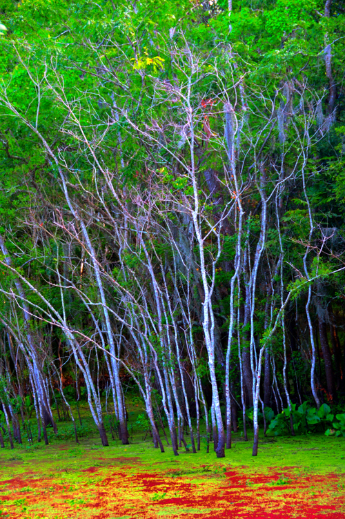 Trees No. 3 by
Daniel Allen Frost Trees No. 3 by Daniel Allen Frost